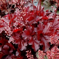 Heuchera Plants - Forever Red