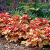 Heuchera Plants - Marmalade