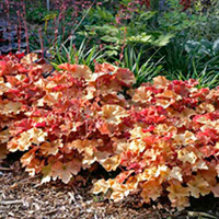 Heuchera Plants - Marmalade