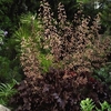 Heuchera Plants - Melting Fire