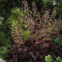 Heuchera Plants - Melting Fire