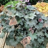 Heuchera Plants - Palace Purple