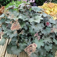 Heuchera Plants - Palace Purple