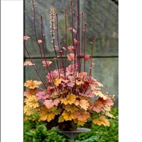 Heuchera Plants - World Caffe Americano