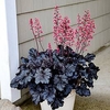 Heuchera Timeless Night