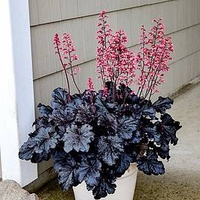 Heuchera Timeless Night