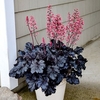 Heuchera Timeless Night Plants