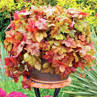 Heucherella Plant - Redstone Falls