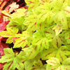 Heucherella Plant - Sunrise Falls