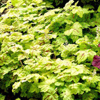 Heucherella Plant - Yellowstone Falls