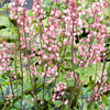 Heucherella Plant Collection