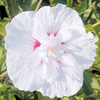 Hibiscus Chiffon Plant - China