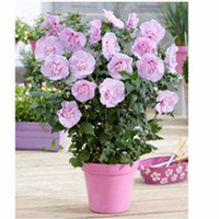 Hibiscus Chiffon Plant - Lavender