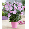 Hibiscus Chiffon Plants - Collection