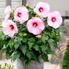 Hibiscus Extreme Plant - Hot Pink