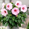 Hibiscus Extreme Plant - Hot Pink