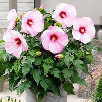 Hibiscus Extreme Plant - Hot Pink