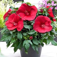 Hibiscus Extreme Plant - Oak Red