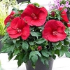 Hibiscus Extreme Plant - Oak Red