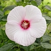 Hibiscus Extreme Plant - White Eyes