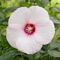 Hibiscus Extreme Plant - White Eyes