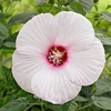 Hibiscus Extreme Plant - White Eyes