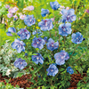 Hibiscus Plant - Blue Chiffon