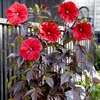 Hibiscus Plant - Carousel Red Wine
