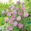 Hibiscus Plant - Lavender Chiffon