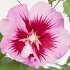 Hibiscus Plant - Purple Pillar