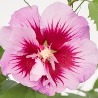 Hibiscus Plant - Purple Pillar