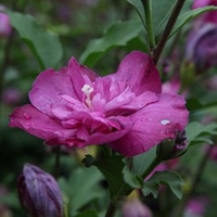 Hibiscus Plant - Purple Ruffles