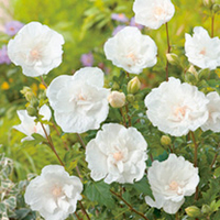 Hibiscus Plant - White Chiffon