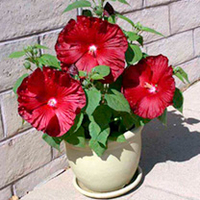 Hibiscus Plants - F1 Honeymoon Mix