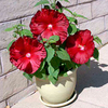 Hibiscus Plants - Honeymoon Mix