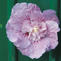 Hibiscus syr. Plant - Lavender Chiffon Noble