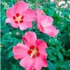 Hibiscus syr. Plant - Woodbridge