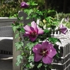 Hibiscus Syriacus Big Hibiskiss