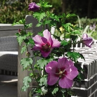 Hibiscus Syriacus Big Hibiskiss