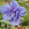Hibiscus Syriacus Blue Chiffon