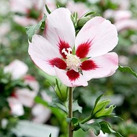 Hibiscus syriacus 