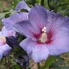 Hibiscus syriacus Plant - Azurri® Belli Colori