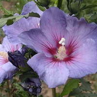 Hibiscus syriacus Plant - Azurri® Belli Colori