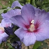 Hibiscus syriacus Plant - Azurri® Belli Colori