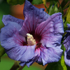 Hibiscus Syriacus Plant - Blue Bird