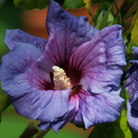 Hibiscus Syriacus Plant - Blue Bird