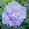 Hibiscus syriacus Plant - Blue Chiffon