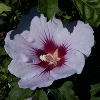 Hibiscus syriacus Plant - Cielo
