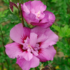 Hibiscus syriacus Plant - Eruption