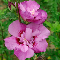 Hibiscus syriacus Plant - Eruption